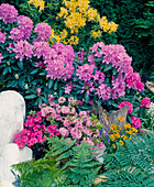 Azalea pontica, Rhododendron 'Grandiflorum', Rho. 'Catharina Von Tol'