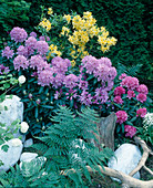 Azalea pontica, Rhododendron 'Grandiflorum'