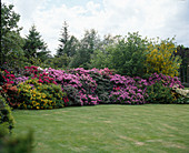 Rhododendron hedge