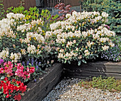 Rhododendron on roof garden: 'Cunningham's White'
