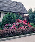 Rhododendron 'Catawbiense Grandiflorum', 'Catharina Van Tol' 'Nova Zembla', Taxus, Berberis thunbergii, rotblättrige Berberitze