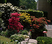 Vorgarten mit Rhododendron