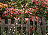 Azalea hybrid