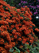 Azalea hybrid 'Gibralatr'