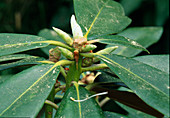 Triebansatz eines Rhododendron