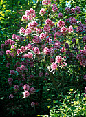 Rhododendron 'A. Bedford' (zarter Duft)