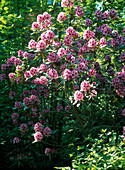 Rhododendron 'A. Bedford' (delicate fragrance)