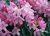 Rhododendron ponticum 'Graziella'