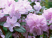 Rhododendron praecox (Vorfrühlingsrhododendron)