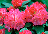 Rhododendron 'Germania'