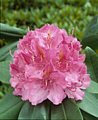 Rhododendron hybrid