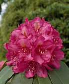 Rhododendron Hybride