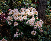 Rhododendron 'Gloria'