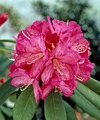 Rhododendron 'Garibaldi'