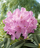 Rhododendron 'Purpureum Elegans'