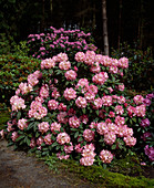 Rhododendron