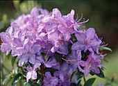 Rhododendron