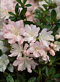 Azalea hybrid