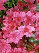 Azalea hybrid