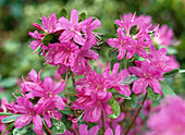 Azalea hybrid