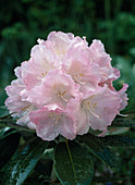 Rhododendron Hybride