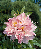 Azalea 'Cecil'