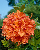 Azalea