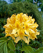 Azalea 'Golden Flair'