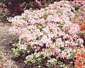 Azalea viscosum-Hybride