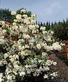 Azalea 'White Swan'