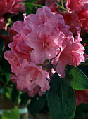 Rhododendron 'Anna Rose Withney'