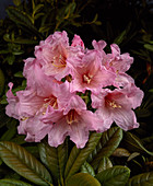 Rhododendron 'Annie Dalton'