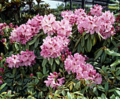 Rhododendron 'Betty Arrington'