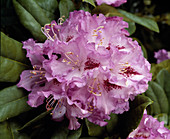 Rhododendron hybrid 'Blue Ensign'