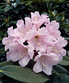 Rhododendron 'Cadis'