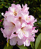 Rhododendron 'Caroline'