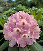 Rhododendron 'Everestianum'