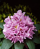 Rhododendron-HYBR.'FASTUOSUM Flora PLENA'