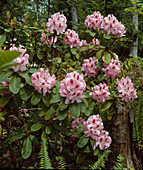 Rhododendron hybrid