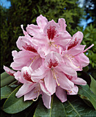 Rhododendron hybrid