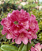 Rhododendron 'Gigi'