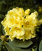 Rhododendron 'Hottei'