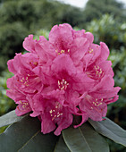 Rhododendron 'H.W. Sargent'