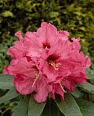 Rhod. 'Isabel Pierce'