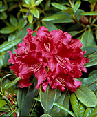 Rhododendron 'Jean Marie de Montagne'