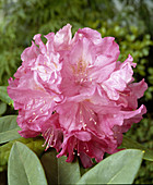 Rhododendron 'King Tut'