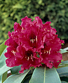 Rhodo. 'Kluis Sensation'