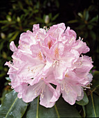 Rhododendron 'Lady C. Mitford'