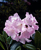 Rhododendron