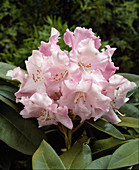Rhododendron 'Mardi Gras'